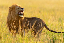 Lion (Panthera leo) male smelling, 'flehmen response', Masai-Mara Game Reserve, Kenya. Vulnerable species.