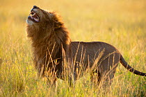 Lion (Panthera leo) male using 'flehmen response' to smell, Masai-Mara Game Reserve, Kenya. Vulnerable species.