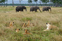 Lion (Panthera leo) pride lying in long grass watching elephants (Loxodonta africana), Masai-Mara Game Reserve, Kenya. Vulnerable species.