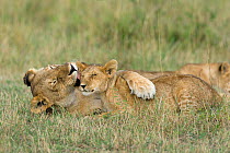 Lioness (Panthera leo) grooming her cub, Masai-Mara Game Reserve, Kenya