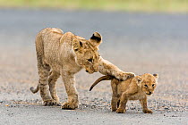 Lion (Panthera leo) older cub playing with a younger one, Masai-Mara Game Reserve, Kenya. Vulnerable species.