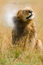 Lion (Panthera leo) male  shaking water from its mane  after rain, Masai-Mara Game Reserve, Kenya. Vulnerable species.