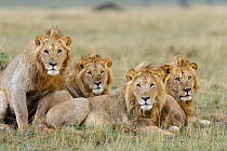 RF- Lion (Panthera leo) males resting Masai-Mara Game Reserve, Kenya. Vulnerable species. (This image may be licensed either as rights managed or royalty free.)