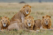 Lion (Panthera leo) males resting, Masai-Mara Game Reserve, Kenya. Vulnerable species.