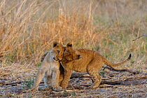 Lion (Panthera leo) cubs playing, Moremi game reserve, Botswana