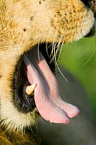RF- Lion (Panthera leo) yawning, close-up of mouth and tongue showing spines, and bottom canine tooth, Masai-Mara Game Reserve, Kenya. Vulnerable species. (This image may be licensed either as rights...
