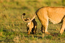 Lion(Panthera leo) cub playing with its mothers tail, Masai-Mara Game Reserve, Kenya. Vulnerable species.