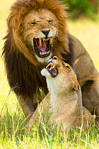Lion (Panthera leo) mating, Masai-Mara Game Reserve, Kenya. Vulnerable species.