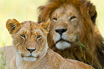 RF- Lion (Panthera leo) male and female, Masai-Mara Game Reserve, Kenya. Vulnerable species. (This image may be licensed either as rights managed or royalty free.)
