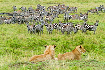 Lions (Panthera leo) watching herd of  zebra, Masai-Mara Game Reserve, Kenya