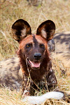 Wild dog (Lycaon pictus) portrait, Moremi game reserve, Botswana