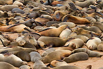 South african fur seal (Arctocephalus pusillus) colony, Cape Cross national park, Namibia