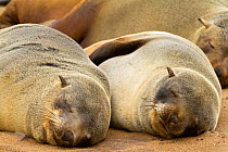 South African fur seal (Arctocephalus pusillus) colony, Cape Cross National Park, Namibia
