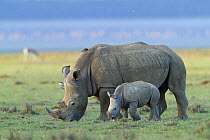 White rhino (Ceratotherium simum) mother and baby grazing, Nakuru National Park, Kenya
