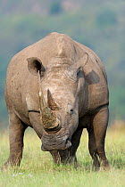 White rhino (Ceratotherium simum) Nakuru National Park, Kenya