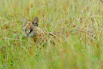 Serval cat (Felis serval) hunting, Masai-Mara Game Reserve, Kenya