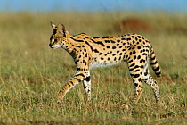 RF- Serval cat (Felis serval) Masai-Mara Game Reserve, Kenya. (This image may be licensed either as rights managed or royalty free.)