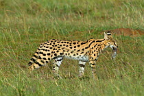 Serval cat (Felis serval) carrying prey, Masai-Mara Game Reserve, Kenya