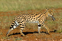Serval cat (Felis serval) carrying rodent prey, Masai-Mara Game Reserve, Kenya