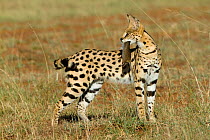 Serval cat (Felis serval) carrying its prey, Masai-Mara Game Reserve, Kenya
