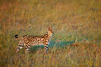 Serval cat (Felis serval) looking for prey, Masai-Mara Game Reserve, Kenya