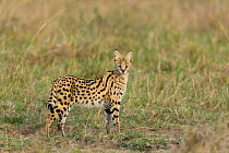 Serval cat (Felis serval) Masai-Mara Game Reserve, Kenya