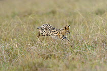 Serval cat (Felis serval) hunting, Masai-Mara Game Reserve, Kenya