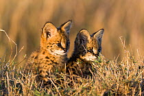 Serval cat (Felis serval) kittens, Masai-Mara Game Reserve, Kenya