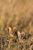 Serval cat (Felis serval) kittens, Masai-Mara Game Reserve, Kenya