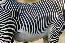 Grevy's zebra (Equus grevyi) Samburu game reserve, Kenya