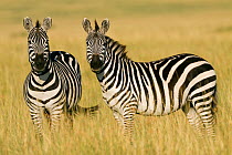 Grant's zebra (Equus burchelli boehmi) males, Masai-Mara Game Reserve
