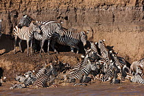 Grant's zebra (Equus burchelli boehmi) crossing the Mara river, Masai-Mara Game Reserve, Kenya