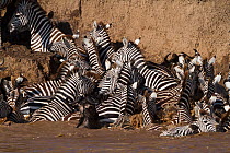 Grant's zebra (Equus burchelli boehmi) crossing the Mara river, Masai-Mara Game Reserve, Kenya