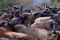 Grant's zebra (Equus burchelli boehmi) in a migration herd of wildebeest (Connochaetes taurinus) Masai-Mara Game Reserve, Kenya