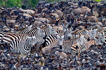 Grant's zebra (Equus burchelli boehmi) in a migration herd of wildebeest (Connochaetes taurinus) Masai-Mara Game Reserve, Kenya