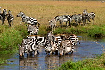 Grant's zebra (Equus burchelli boehmi) drinking, Masai Mara, Kenya
