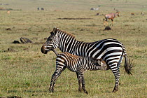 Grant's zebra (Equus burchelli boehmi) mother with suckling calf, Masai-Mara Game Reserve, Kenya