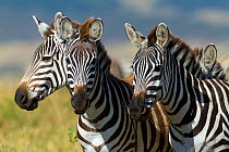 Grant's zebra (Equus burchelli boehmi) Masai-Mara Game Reserve, Kenya