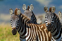 Grant's zebra (Equus burchelli boehmi) Masai-Mara Game Reserve, Kenya