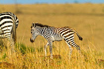 Grant's zebra (Equus burchelli boehmi) calf, Masai-Mara Game Reserve, Kenya