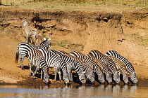 Grant's zebra (Equus burchelli boehmi) drinking in the Mara river, Masai-Mara Game Reserve, Kenya