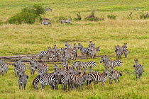 Grant's zebra (Equus burchelli boehmi) herd, Masai-Mara Game Reserve, Kenya