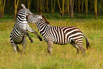 RF- Grant's zebra (Equus burchelli boehmi) males fighting, Nakuru National Park, Kenya. (This image may be licensed either as rights managed or royalty free.)
