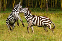 Grant's zebra (Equus burchelli boehmi) males fighting, Nakuru National Park, Kenya