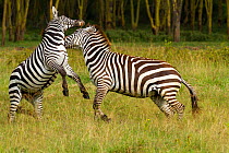 Grant's zebra (Equus burchelli boehmi) males fighting, Nakuru National Park, Kenya