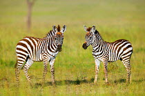 Grant's zebra (Equus burchelli boehmi) foals, Masai-Mara Game Reserve, Kenya