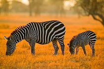 Grant's zebra (Equus burchelli boehmi) mother and young eating, Nakuru National Park, Kenya