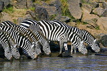 Grant's zebra (Equus burchelli boehmi) drinking in the Mara river, Masai-Mara Game Reserve, Kenya