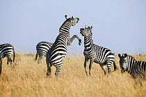 Grant's zebra (Equus burchelli boehmi) males fighting, Masai-Mara Game Reserve, Kenya