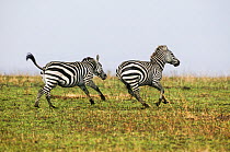 Grant's zebra (Equus burchelli boehmi) males fighting, Masai-Mara Game Reserve, Kenya